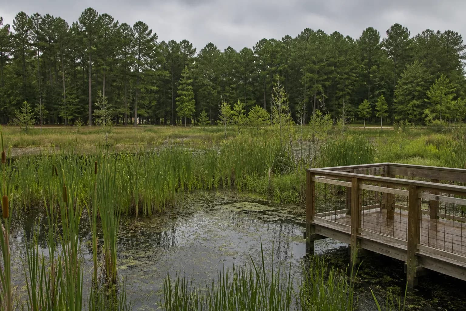 Constructed stormwater wetland with vegetation.