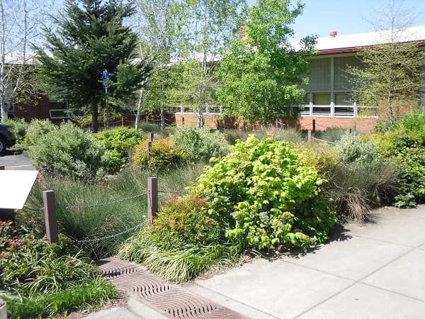 Bioretention basin beside a sidewalk grate.