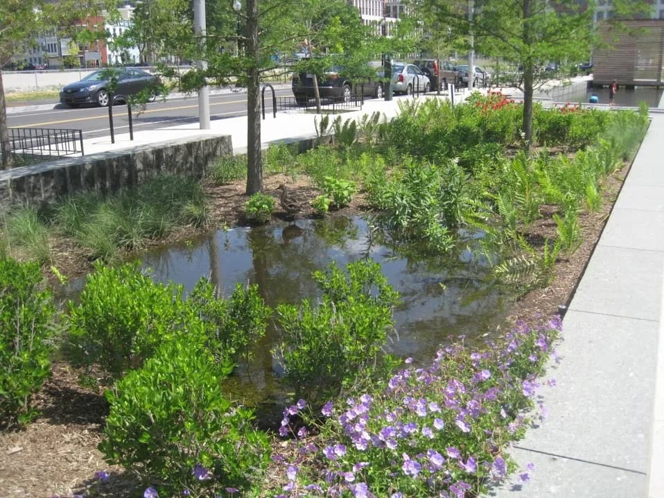 Street-side rain garden with ponded water and plantings.
